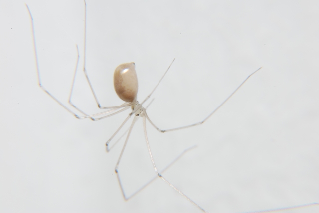 Pholcus sp.